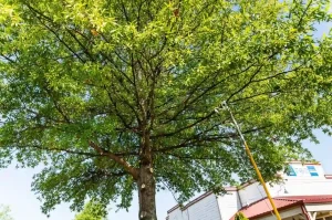 Affordable Tips for Safely Trimming Large Tree Branches