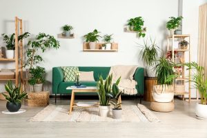 How Air Plants Enhance Interior Design