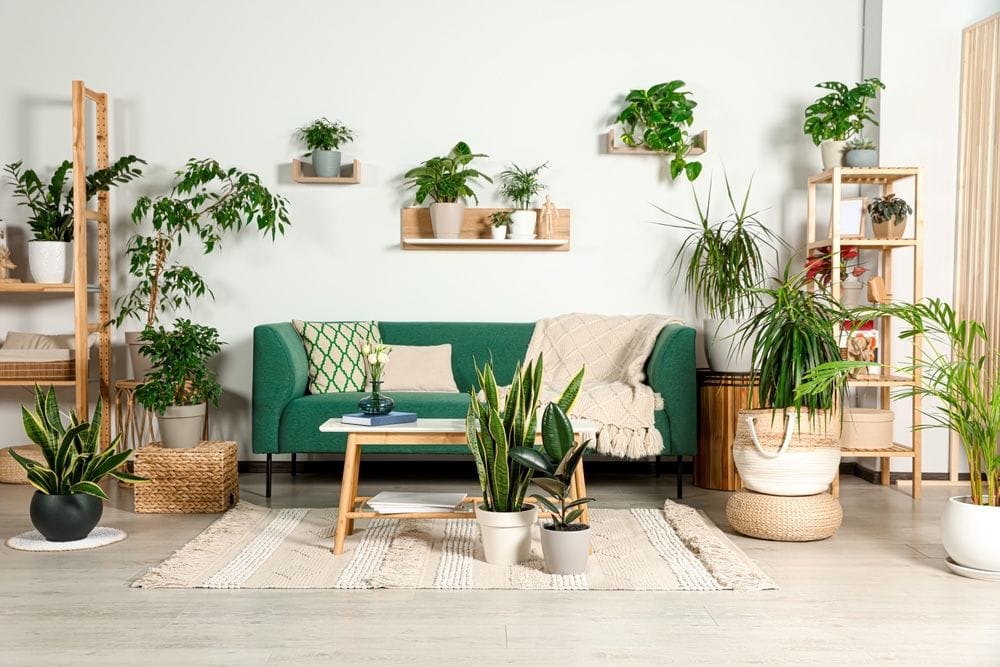 How Air Plants Enhance Interior Design