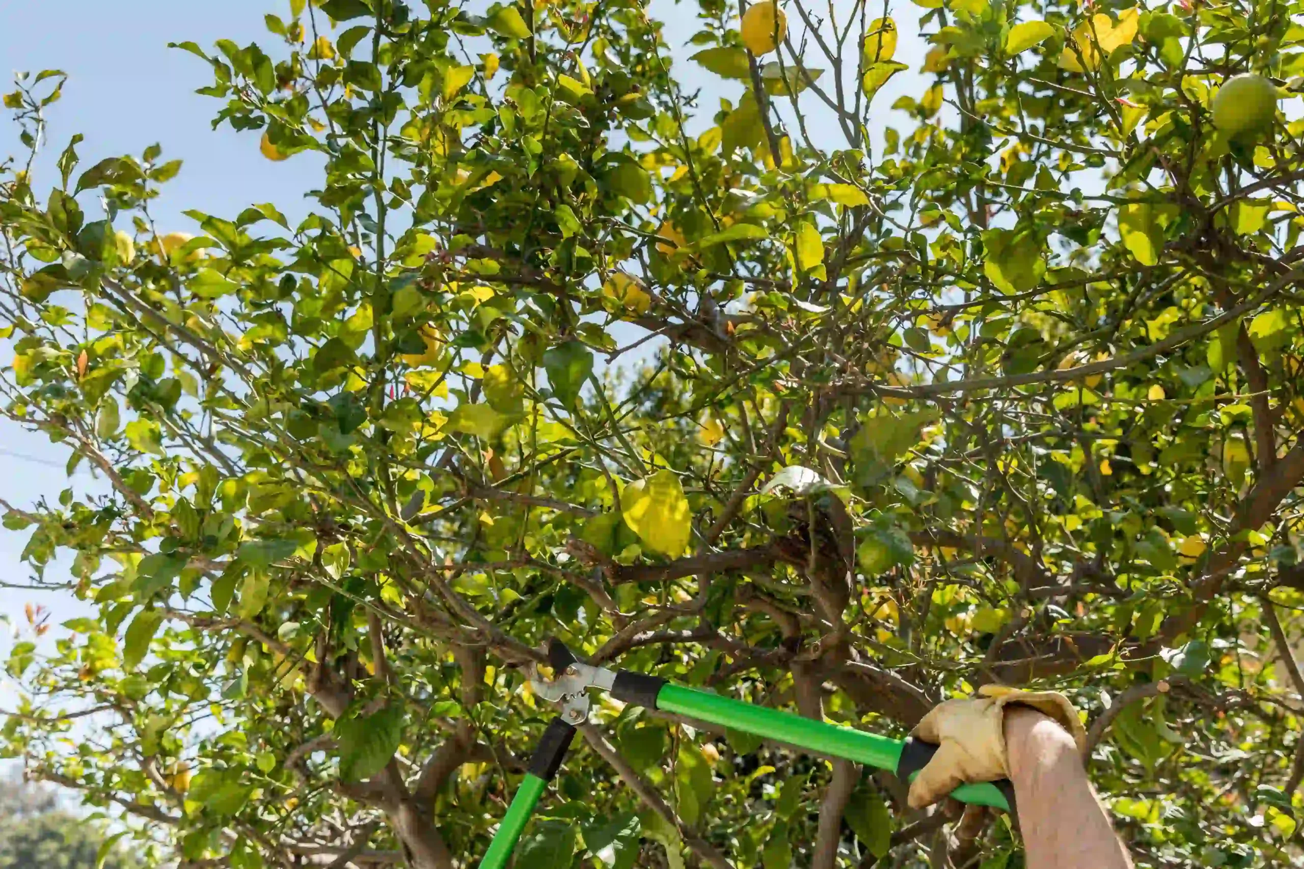 How to Safely Trim Large Tree Branches