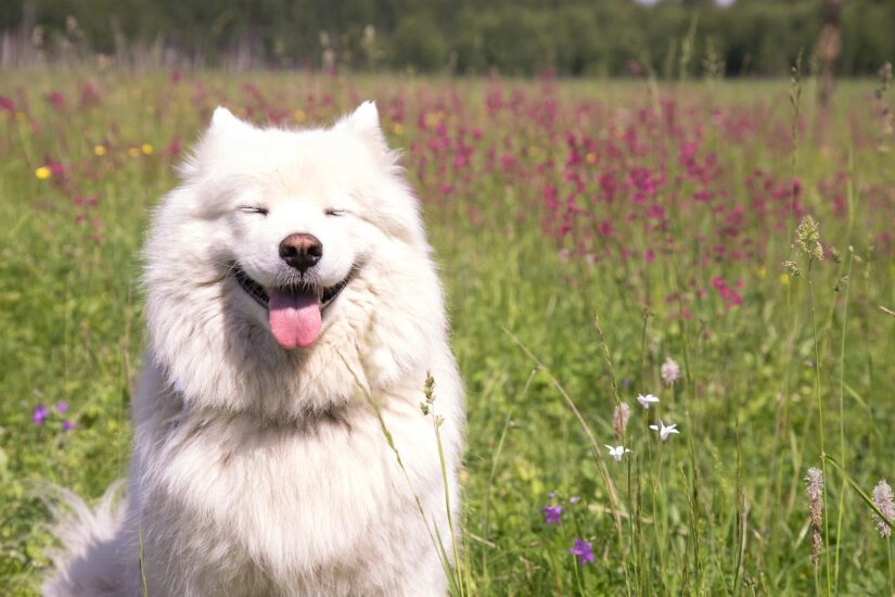 The Designer’s Pet Care Checklist Small Changes That Help Avoid Gland Impaction